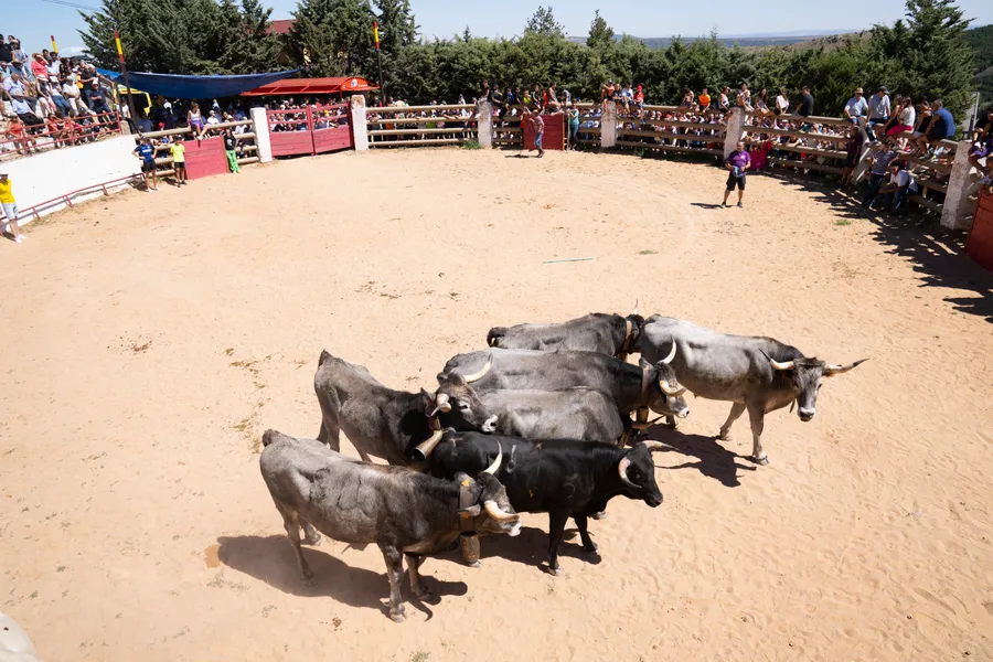 Troupeau de vaches et taureaux groupés dans une arène de sable, gradins occupés par le public