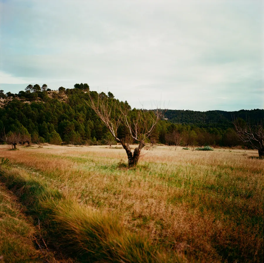 Arbre nu isolé dans une prairie d'herbes sèches, colline boisée de pins à l'arrière-plan