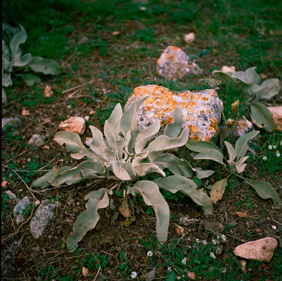 Plante à feuilles duveteuses poussant près d'une pierre couverte de lichen orange