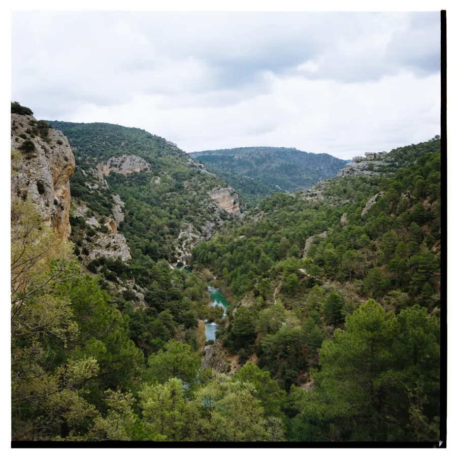 Gorge boisée de pins vue d'en haut, rivière turquoise serpentant au fond du canyon