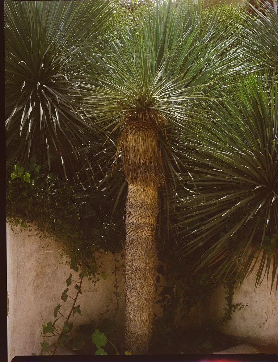Yuccas au tronc épais devant un mur clair couvert de lierre