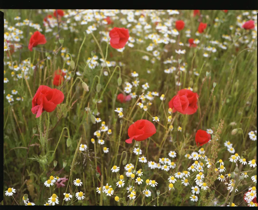 Coquelicots rouges éparpillés dans un champ de camomille en fleurs